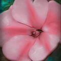2024 Pink Bloom