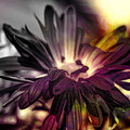 Colored Flower