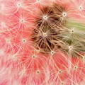 Dandelion on Red