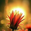Dynamic Illuminated Flower