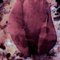 Vintage Rose